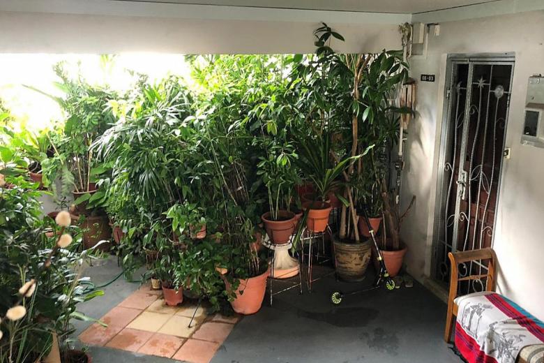 Potted plants