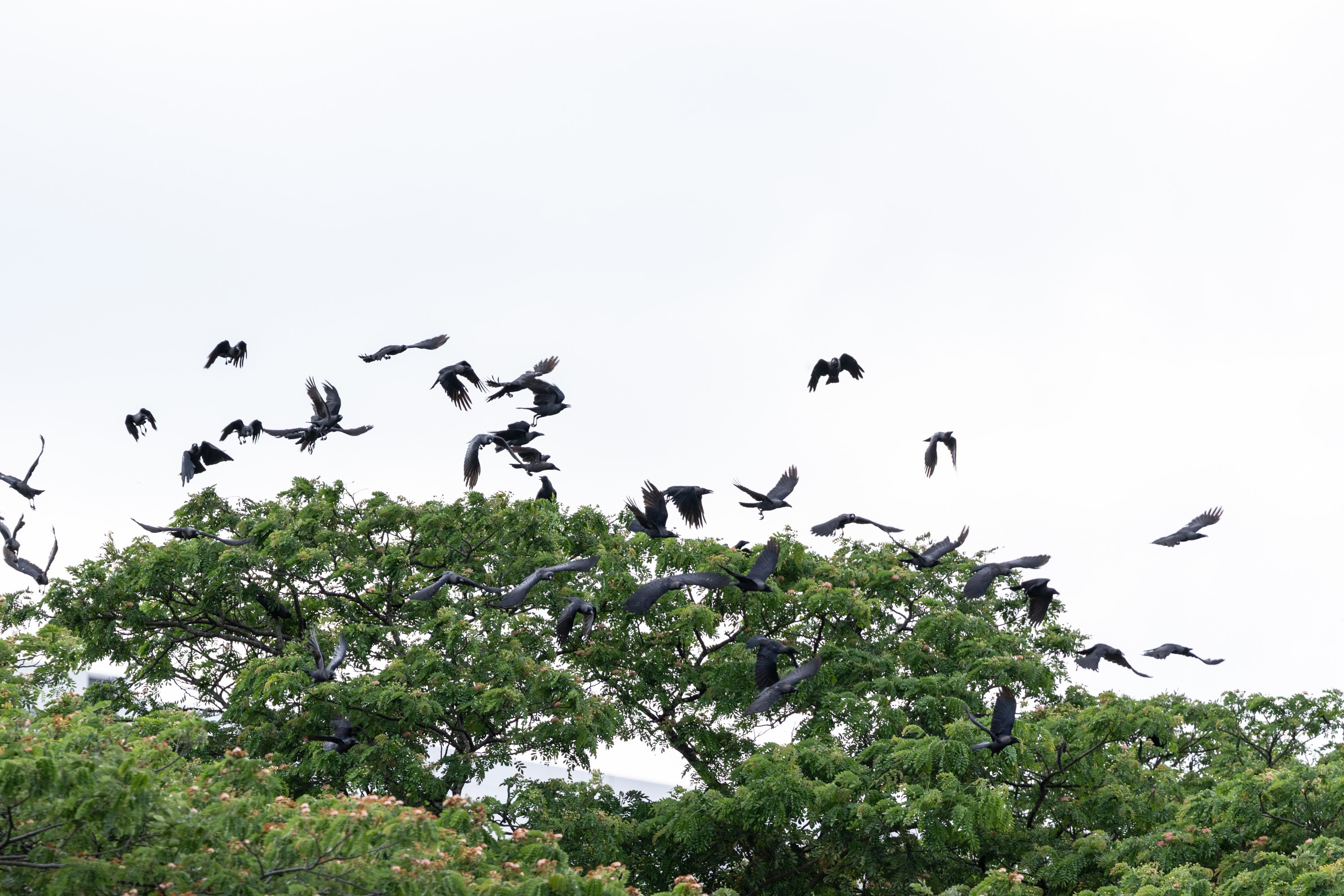 Crows seen at the heavy vehicle car park in Yishun prior to the commencement of shooting.
