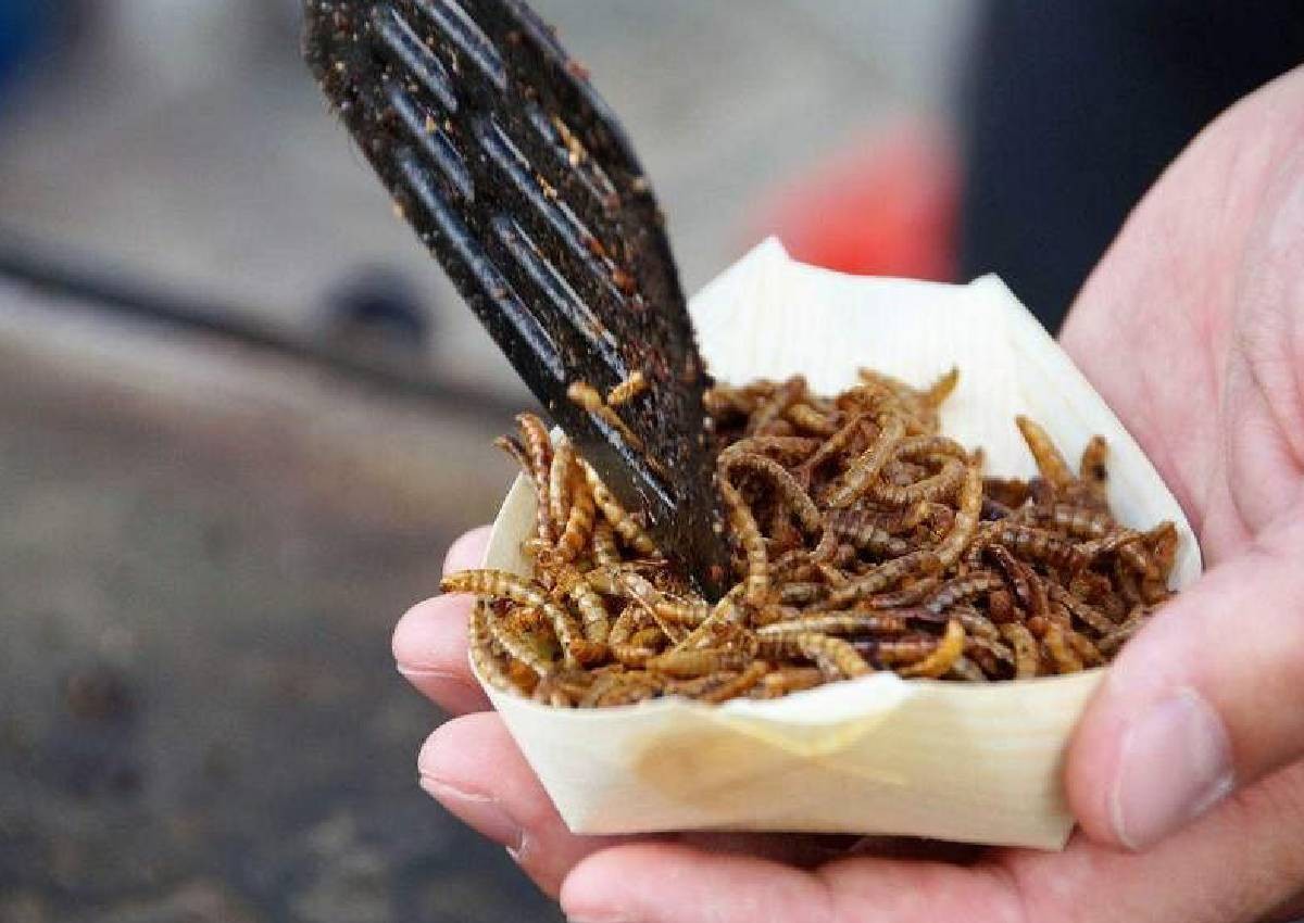 Grasshoppers for lunch, anyone? SFA to approve 16 species of insects to be sold as food here