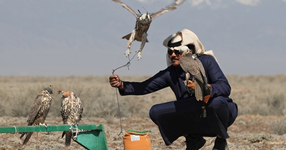 Kazakhstan releases endangered saker falcons in Saudi-backed restoration drive