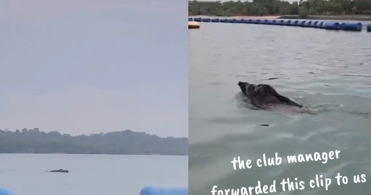 'Close to panicking': Kayakers mistake wild boar swimming off Pasir Ris Park as crocodile