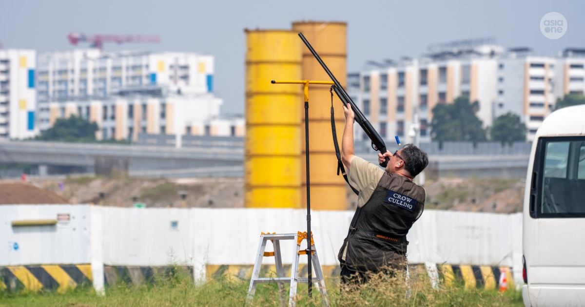 Cordoned-off zone, informing public early: NParks introduces safety measures as crow shooting resumes