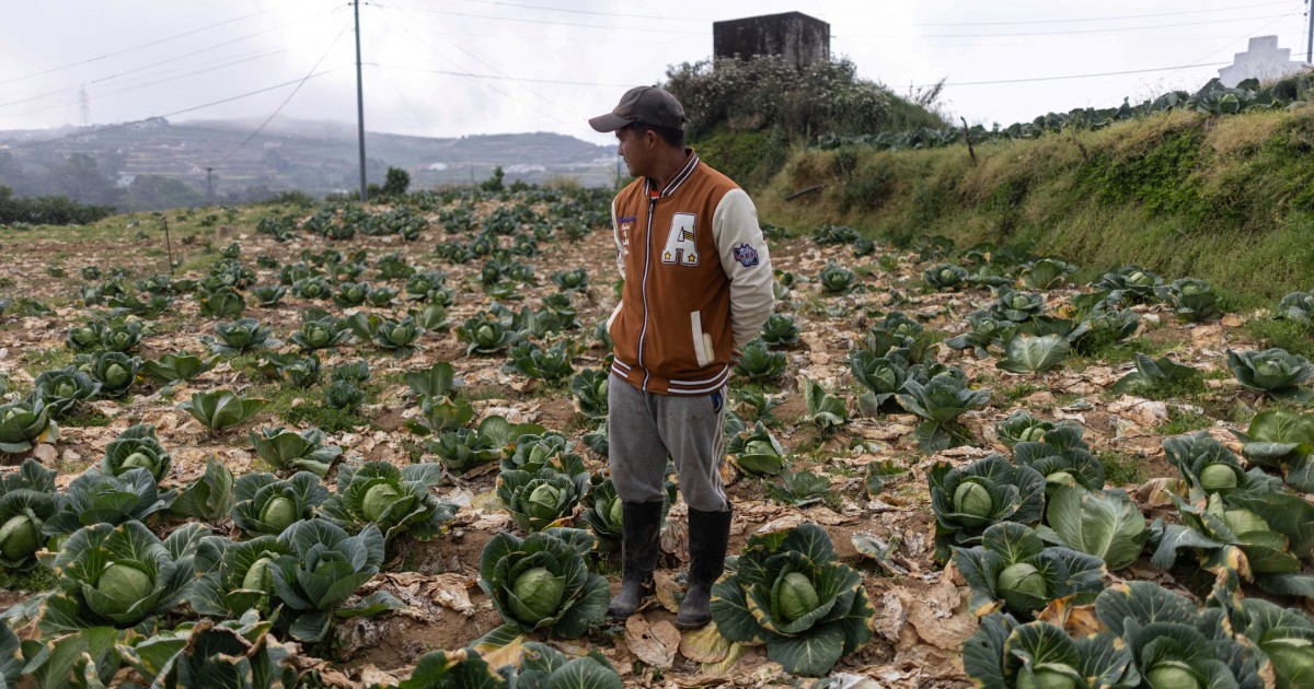 High fuel costs forcing Philippine farmers to abandon harvests
