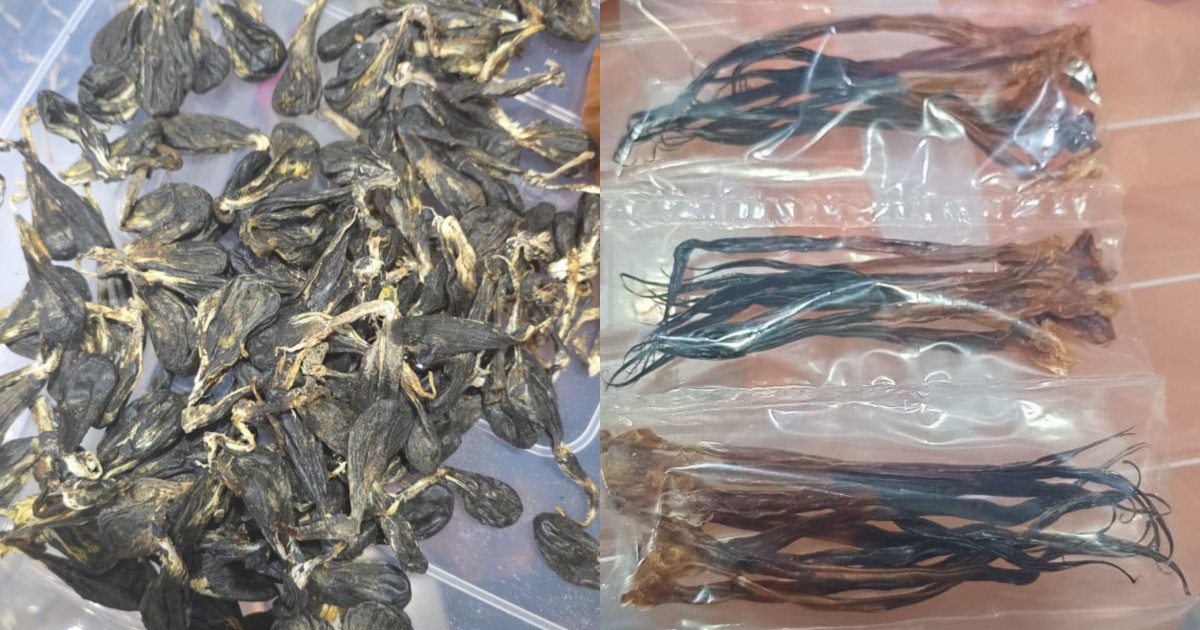 Over $11m worth of tiger, bear, primate and python parts seized from JB home