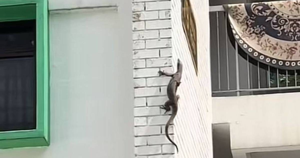 'Doing the Taipei 101 climb': Monitor lizard spotted scaling HDB block in Bukit Merah
