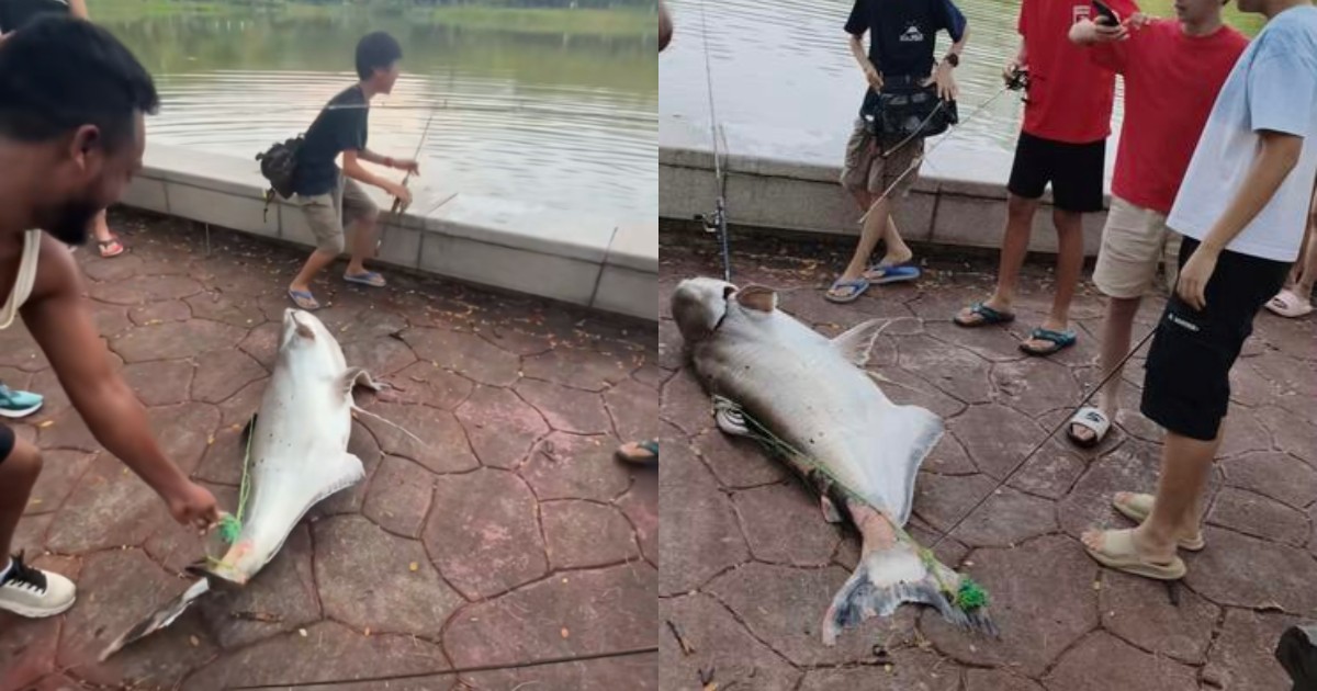 'You caught a record fish': Boys reel in huge catfish at Punggol Park
