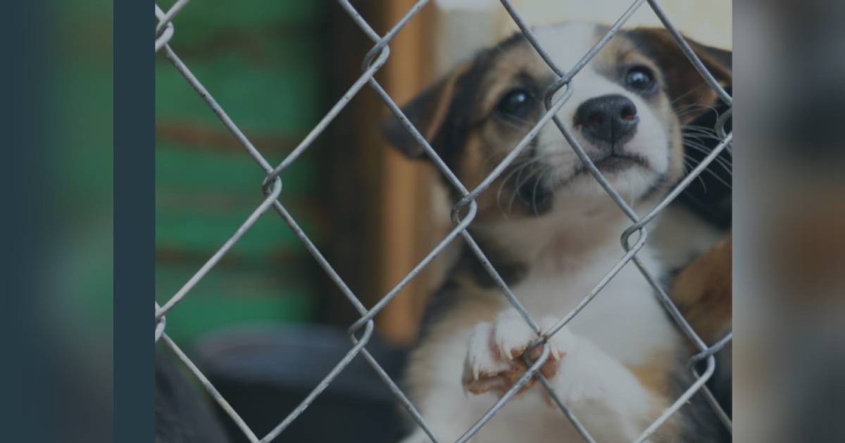 SPCA and Acres call for stronger legislation, greater animal welfare education in new White Paper