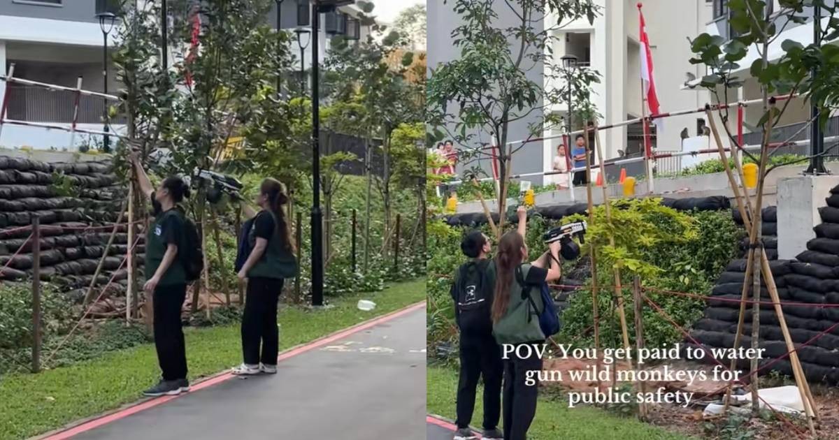'Best job ever': Netizens tickled by NParks contractors using gel blasters to chase away monkeys