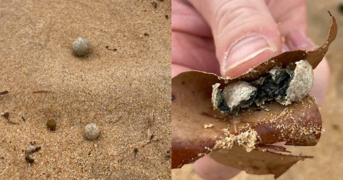 Sydney closes 9 beaches due to mysterious ball-shaped debris