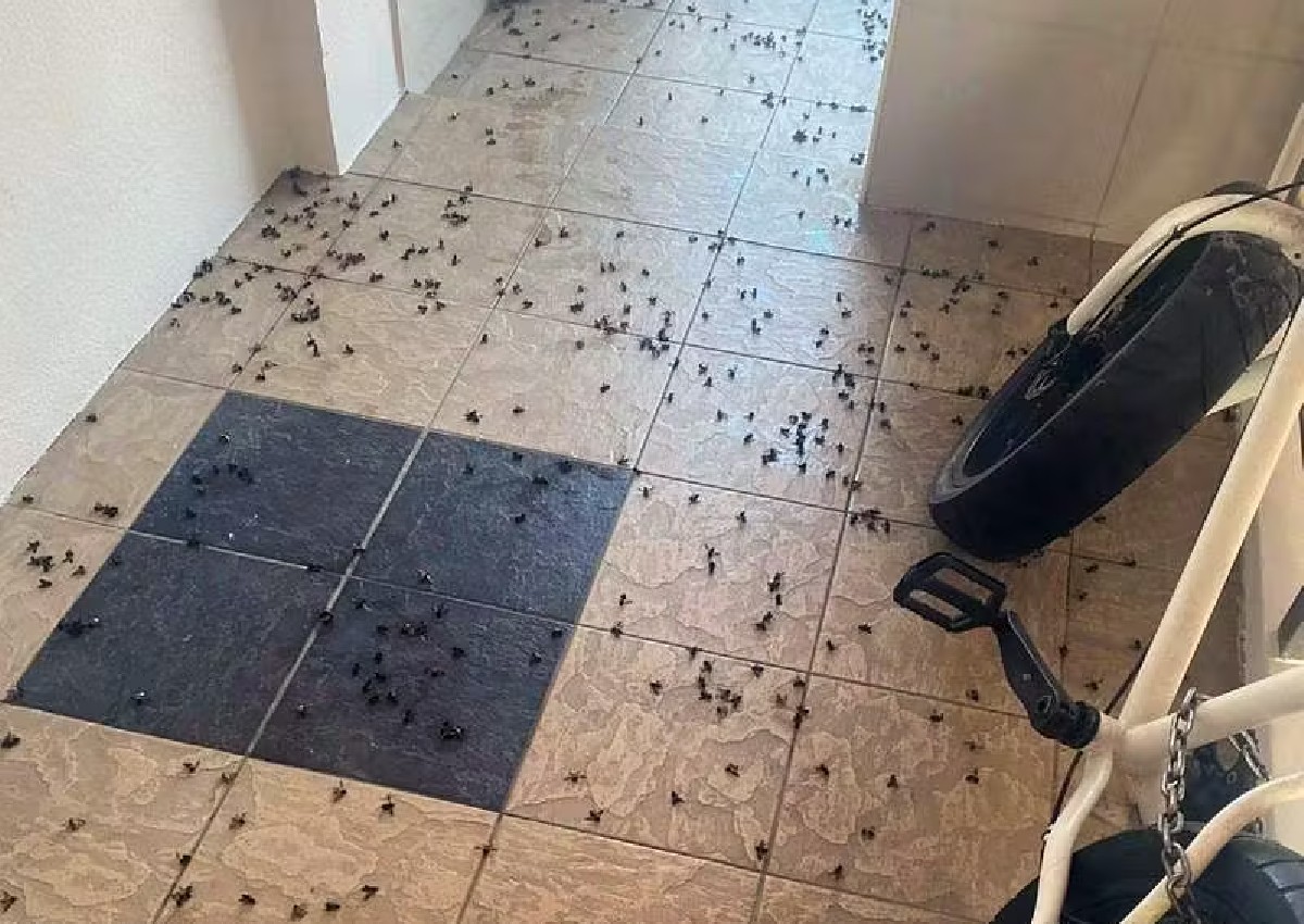 Bees swarm HDB blocks in Buangkok, frightening some residents 