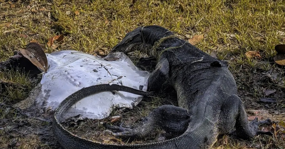 'Fella really enjoying': Monitor lizard chows down on stingray at MacRitchie Reservoir