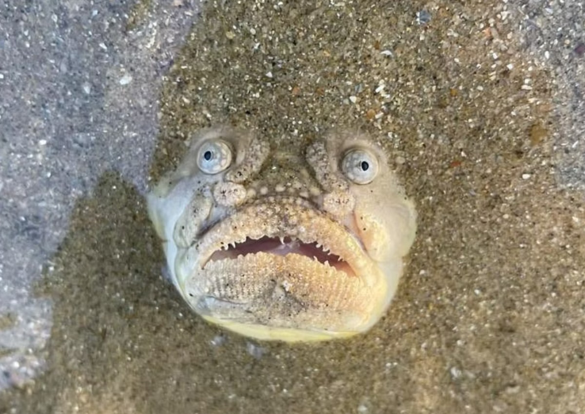 'New phobia unlocked': Instagram video of ugly fish on Singapore beach goes viral