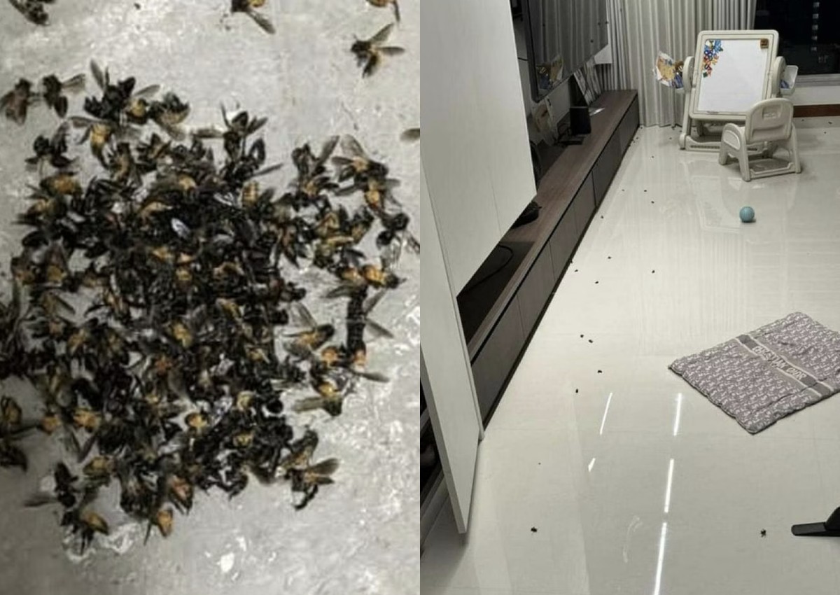 'It was really scary': Swarms of bees send Punggol residents fleeing from their homes