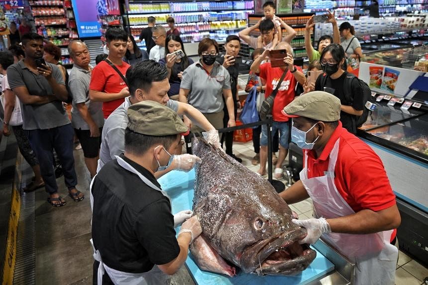 'Bigger than my girlfriend': 100kg grouper caught off Indonesia stuns supermarket shoppers in Ang Mo Kio