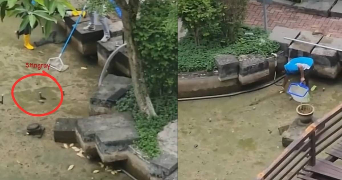 Acres alleges cruelty after fish in drained condo pond left to suffocate and die during cleaning