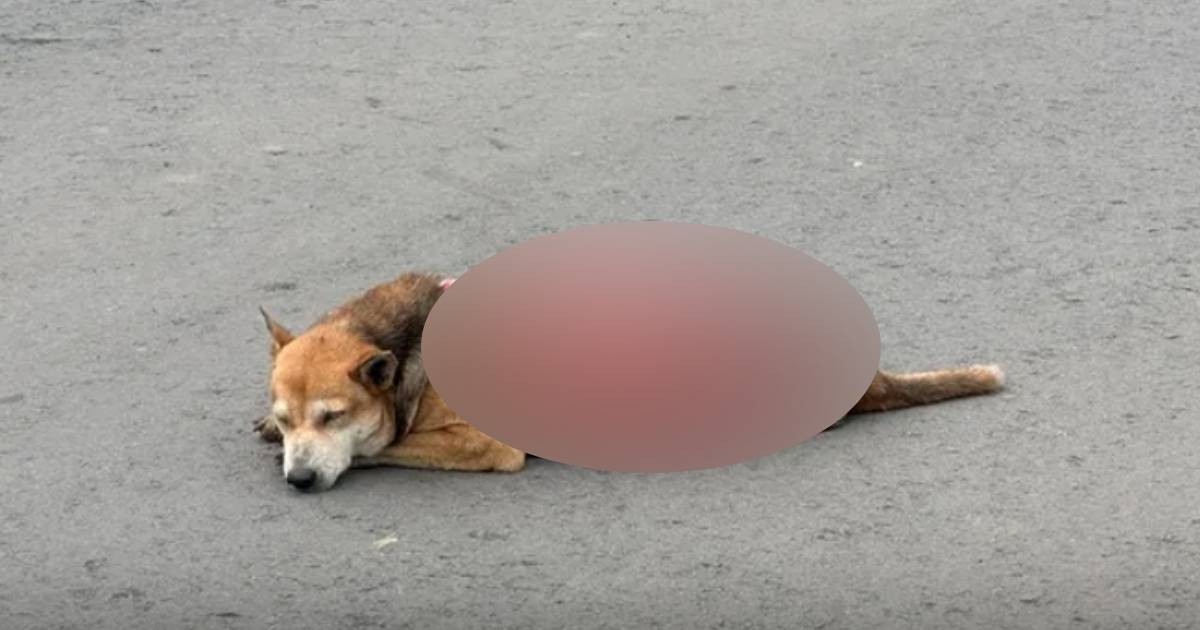 Dog dies after being skinned alive in Malaysia, animal welfare group condemns 'barbaric' act