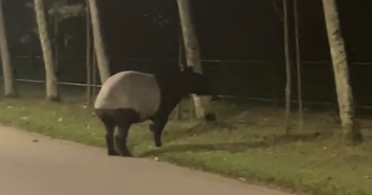Cyclist spots rare Malayan tapir at Lorong Halus