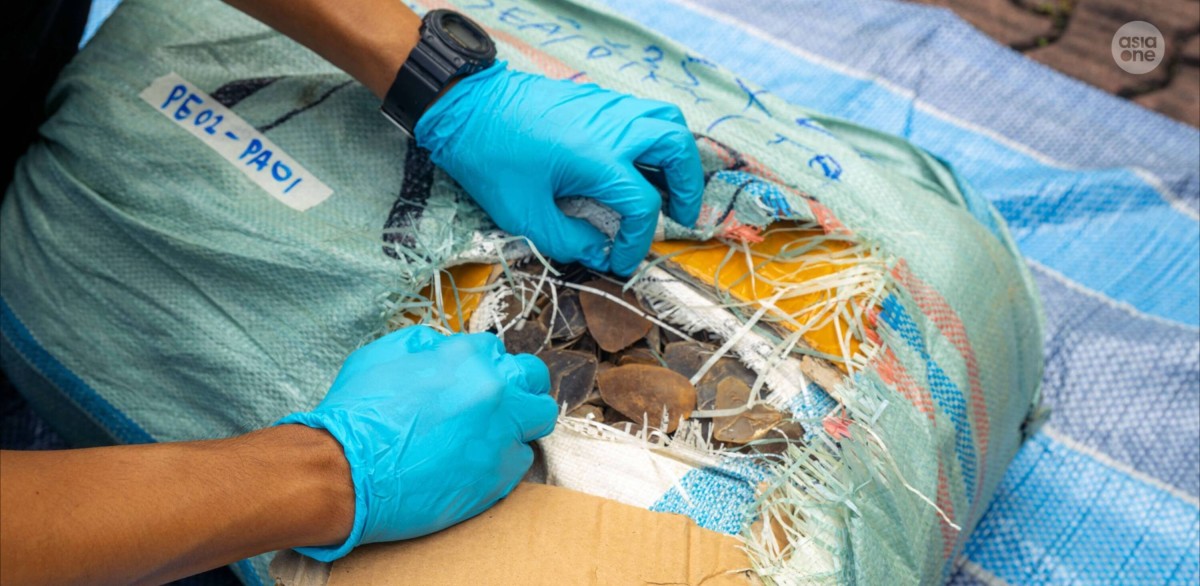 ICA, NParks bust attempt to smuggle 830kg of Asian pangolin scales from over 2,200 pangolins