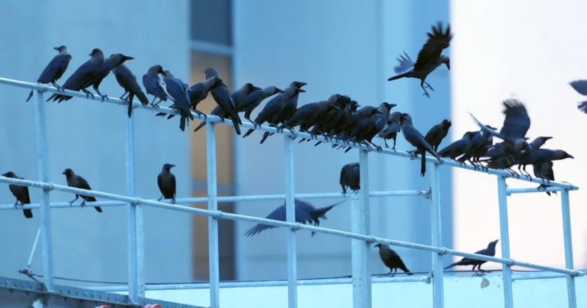 Singapore's crow population rose to 160,000 in 2024: NParks