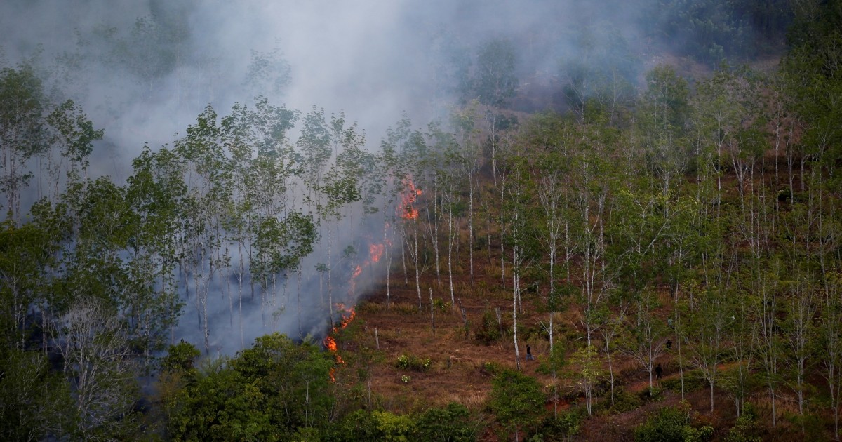 Indonesian forest loss surges by 66% in 2025, driven by Prabowo's self-sufficiency drive, report shows