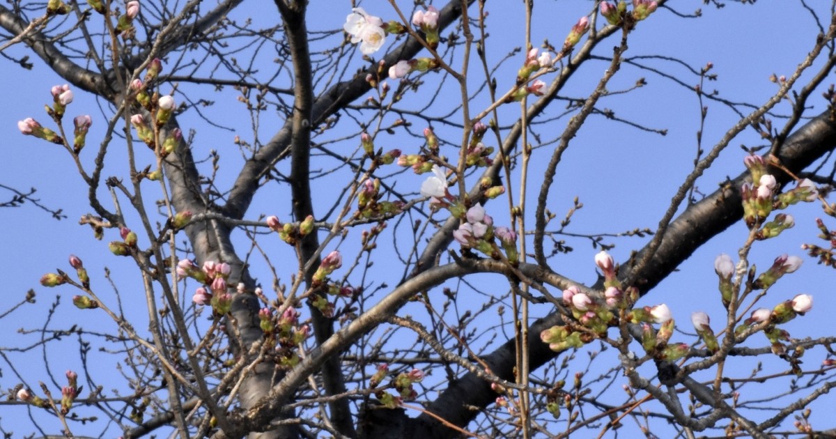 Japan's cherry blossom season begins with first flowering confirmed in 3 cities