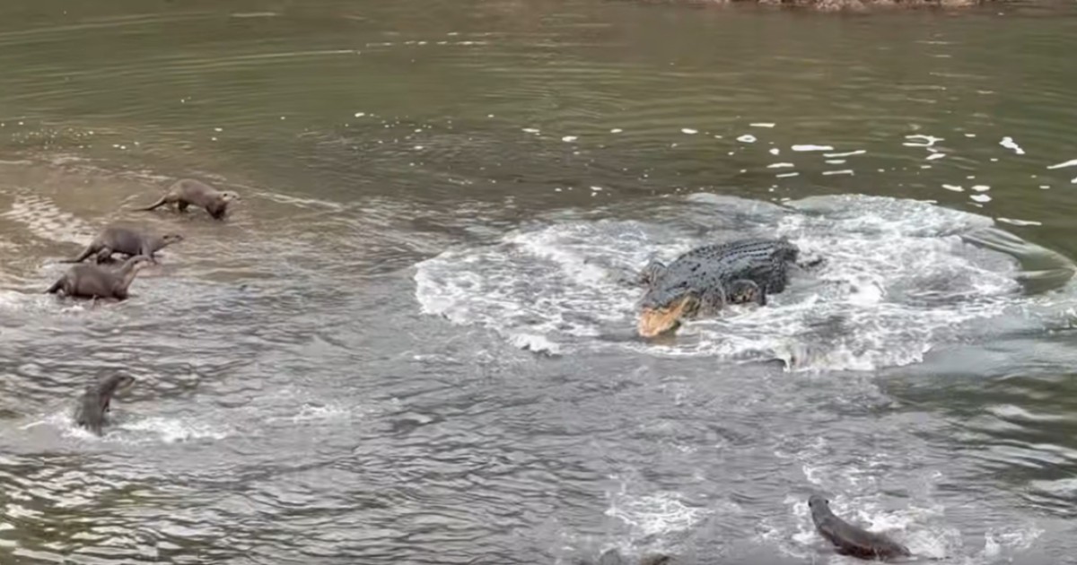 Otters and crocodile have dramatic confrontation at Sungei Buloh Wetland Reserve