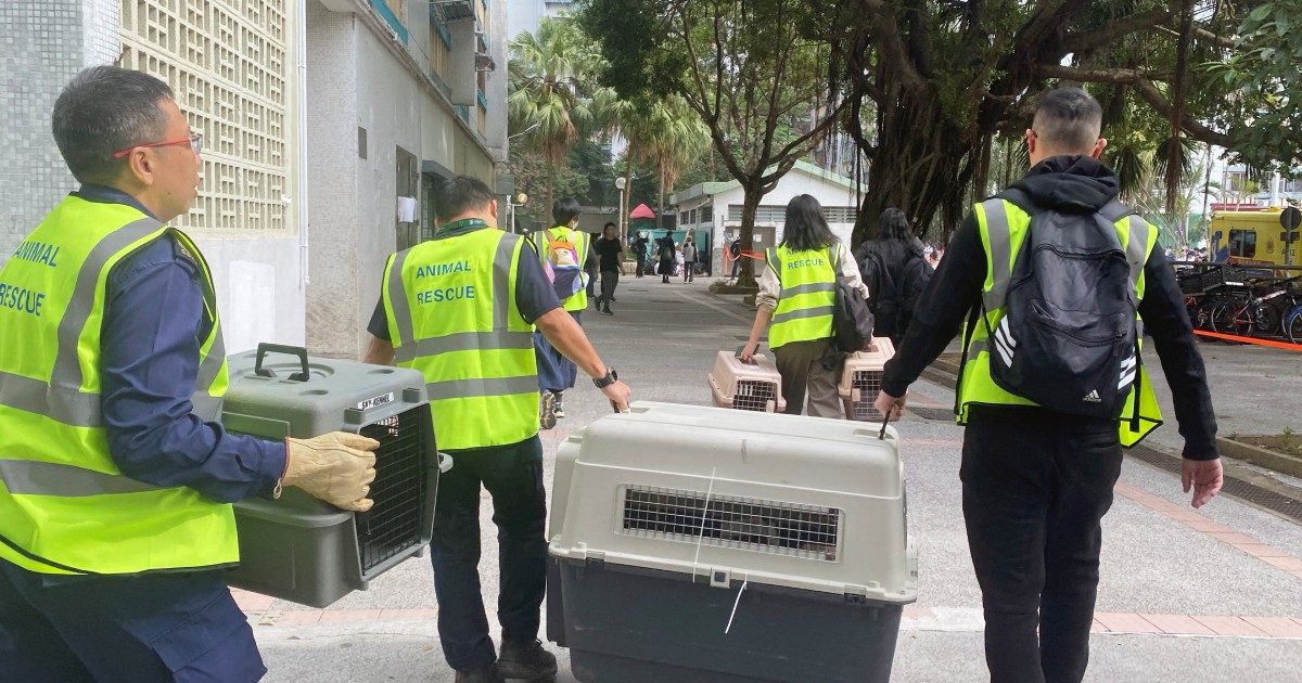 Volunteers seek lost pets amid Hong Kong deadly inferno wreckage