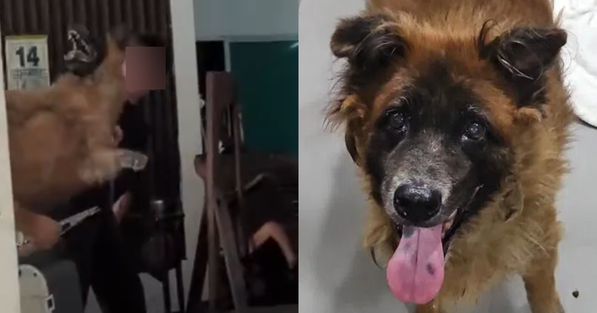 Dog removed from Seletar West Farmway dies 1 week after trapping operation