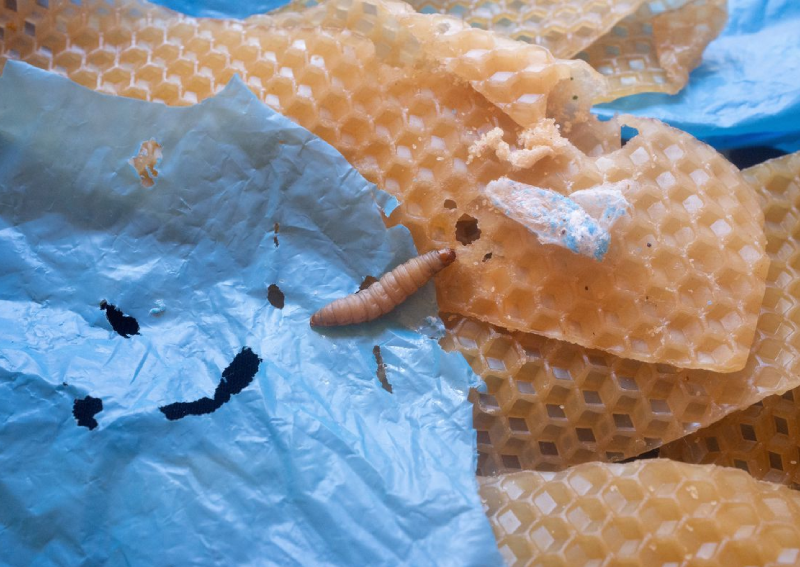 Lowly wax worm's saliva may boost fight against plastic pollution