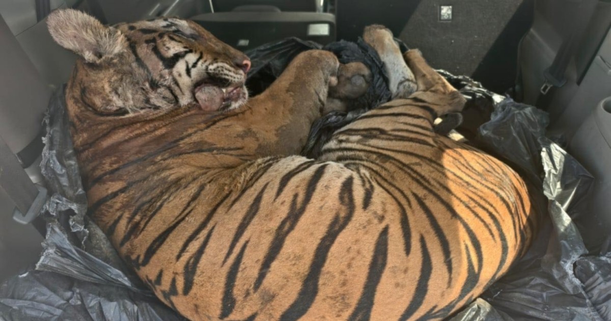 Beyond reckless, cruel: WWF-Malaysia says 3 men who allegedly killed endangered Malayan tiger must face full weight of the law