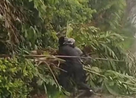 This made my day: Motorcyclists team up to remove fallen tree along PIE