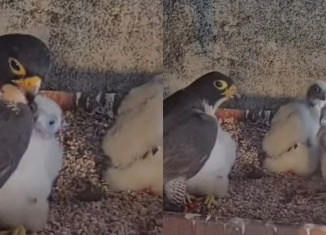 Peregrine falcon fledgling found grounded at South Bridge Road takes flight again