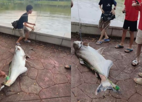 'You caught a record fish': Boys reel in huge catfish at Punggol Park