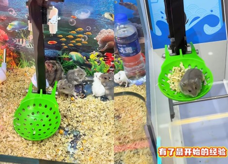 Arcade in China gets backlash for using hamsters as claw machine rewards, swaps to fish and turtles instead