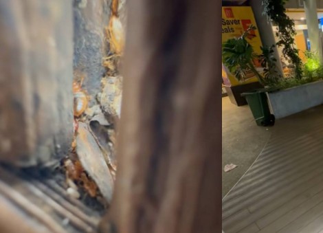 Netizen alleges 'severe bed bug infestation' at seating space outside AMK Hub; town council blames cockroaches